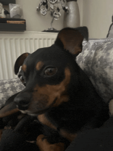 a small black and brown dog is laying on a couch