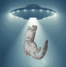 a cat is being abducted by an ufo with a light shining on it