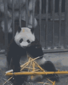 Panda Ears GIF - Panda Ears Stoppit GIFs
