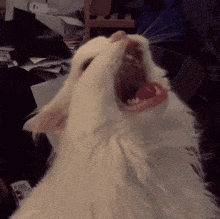 Cat Scream GIF - Cat Scream Meme GIFs