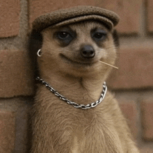 a meerkat wearing a hat and chain has a toothpick in his mouth .