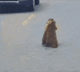 Marmot Marmot Dancing GIF