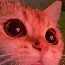 a close up of a cat 's face with hearts in its eyes and a pink nose .