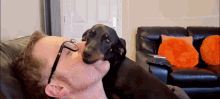 sausage dog daschund crazy dog in your face personal space