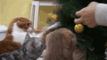 Surinoel 수리노을 GIF - Surinoel 수리노을 Christmas Cat GIFs