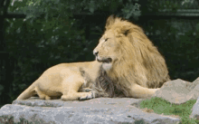 Lion Lion Yawn GIF - Lion Lion Yawn Big Cats GIFs