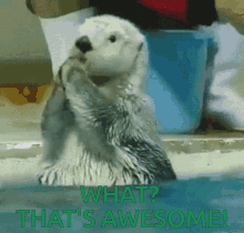 GIF