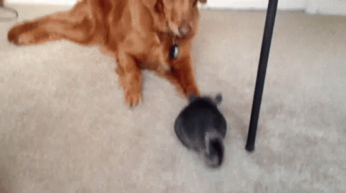 do chinchillas get along with dogs