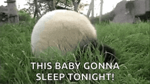 a panda bear is laying in the grass with the words `` this baby gonna sleep tonight '' written on it .