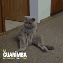 Cat What GIF - Cat What Omg GIFs