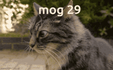 Mog29 Mog GIF - Mog29 Mog 29 GIFs