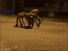 Scary Halloween Halloween Dog GIF - Scary Halloween Halloween Dog Spiders GIFs
