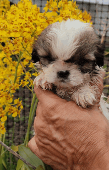 a person is holding a small brown and white puppy in their hand