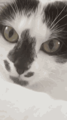 Bruh Cat Isnt Bingus GIF - Bruh Cat Isnt Bingus GIFs