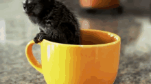 Monkey In A Cup GIF