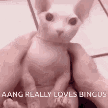 Bingus Bongus GIF - Bingus Bongus Aang GIFs
