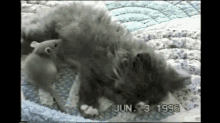 Mouse Gets Comfy. GIF - Mouse Kitten Cat GIFs