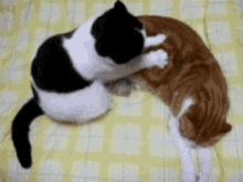 Cats Cat Massage GIF - Cats Cat Massage GIFs