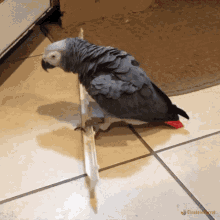 Parrot Einsteinparrot GIF - Parrot Einsteinparrot African Grey Parrot GIFs