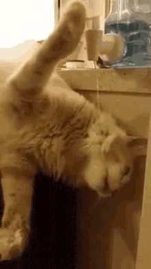 Thirsty Cat GIF - Cat Thirsty Pet GIFs