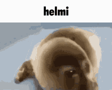 Hilmi Helmi GIF