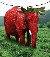 Strawberry Strawberry Elephant Sticker - Strawberry Strawberry Elephant Elephnat Stickers