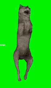 Wolf Dancing Meme Wolf Meme GIF