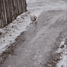 Snow Ice GIF - Snow Ice Dog GIFs