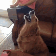Golden Retrievers In A Nutshell GIF - Pet Dog Sock GIFs