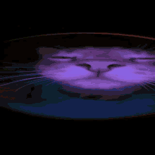 a close up of a cat 's face with a black background