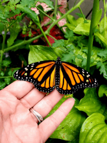 Monarch Butterfly GIF - Monarch Butterfly GIFs