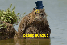 Dedek Burżuj GIF - Dedek Burżuj GIFs