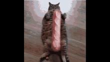 Cat Baguette GIF - Cat Baguette Funny GIFs