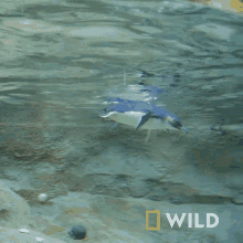 Swimming National Geographic GIF - Swimming National Geographic A Sea Lion Goes For A Walk GIFs