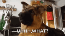 What Uhhh What GIF - What Uhhh What Dog GIFs
