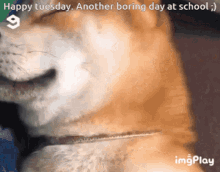 Dog Smiling Happy Tuesday GIF - Dog Smiling Happy Tuesday GIFs