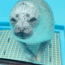 a seal with its eyes closed standing on a grid in the water