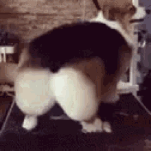 GIF