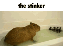 Capybara Chiguiro GIF - Capybara Chiguiro Stinker GIFs