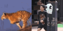 Hoshi Tiger GIF - Hoshi Tiger GIFs