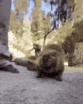 a squirrel is walking on the ground in a forest .