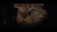 Alien Cat GIF - Alien Cat Movie GIFs