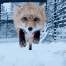 hello jump snow fox cute