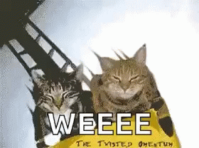 Rollercoaster Cats GIF - Rollercoaster Cats Cat GIFs