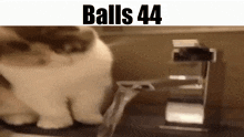 Balls Balls 44 GIF - Balls Balls 44 Cat GIFs