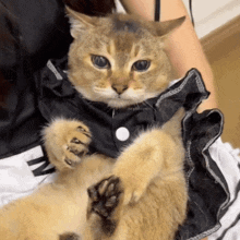 a cat wearing a black shirt with a white button