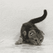 Kitten Tail Wagging GIF - Kitten Tail Wagging Cat GIFs