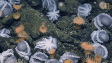 Sea Dive GIF - Sea Dive Underwater GIFs