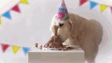 Birthday Dog Birthday GIF - Birthday Dog Birthday Eating GIFs