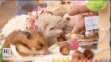 Hamster And Albino Hedgehog Luau GIF - Hamster Feast GIFs